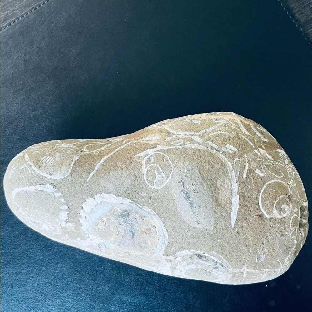 Fossil Hag stone - Picture 7 of 8